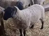 Oveja, White Suffolk sheep — foto 4