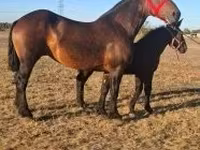 Caballo, Percheron — foto 2