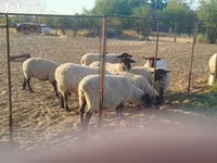Ovca, White Suffolk sheep — fotografija 1