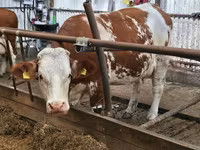 Бұқа, Simmental cattle — 4-сурет