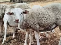 मेढ़ा, Dorper sheep — फ़ोटो 3