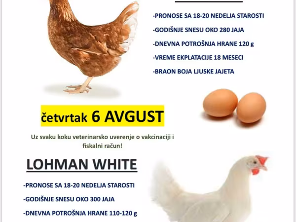Chickens