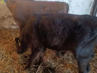 Bik, Simmental cattle — fotografija 3
