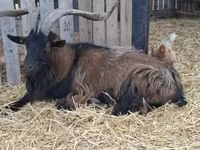 बकरा, Alpine goat — फ़ोटो 2