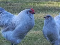 Australijska pit borbena kokoš — fotografija 2