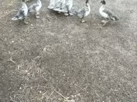 Ducks — Foto 5