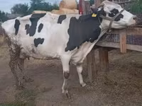公牛, Limousin cow — 照片 3