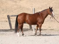 Pastuv, Quarter Horse — fotografija 2