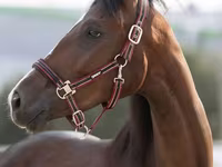 Kobila, Manipuri pony — fotografija 1