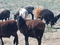 Ovan, Edilbay sheep — fotografija 2