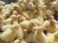 Geese — fotografija 5