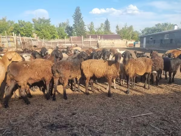 Owca, Hissar sheep
