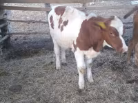 Byk, Simmental cattle — zdjęcie 1