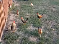 Chickens — photo 1