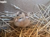 Chickens — फ़ोटो 3