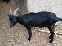 Bode, Alpine goat — foto 2