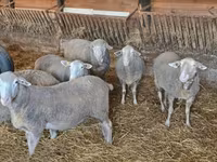 Baran, Merino sheep — zdjęcie 2
