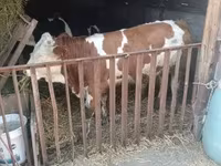 Bull, Simmental cattle — photo 3