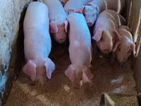 Verro, Cerdos — foto 4