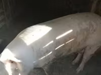 नर सूअर, सूअर — फ़ोटो 3