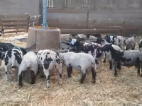 Ovan, Zwartbles sheep — fotografija 1
