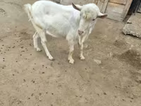 Jarac, Saanen goat — fotografija 2