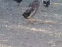 Ducks — Foto 1