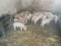 خنازير (دفعة، الجنس غير محدد), الخنازير — الصورة 1