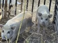 母猪, Pigs — 照片 3