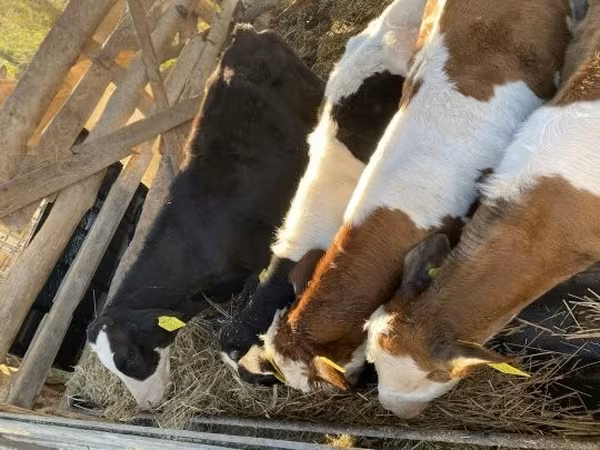 Бұқа, Simmental cattle — Венгрия