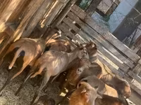 Ovca, Cameroon sheep — fotografija 5