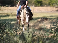 Kobyła, Quarter Horse — zdjęcie 5