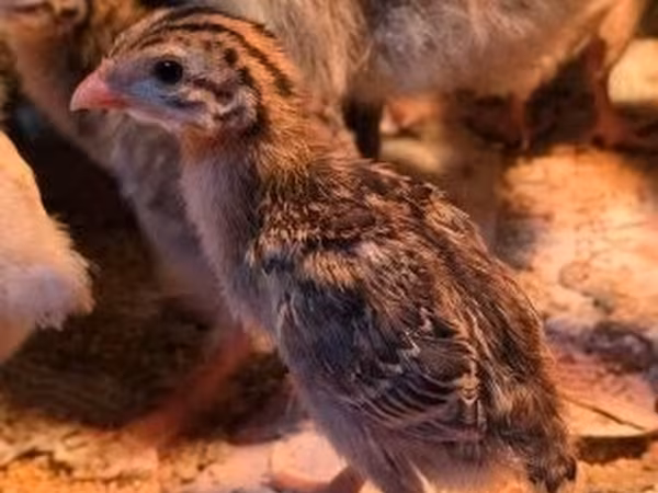 Guinea fowl — ハンガリー