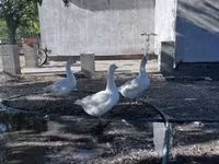 Geese — 照片 2