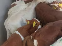 Cattle (batch, sex not specified), Cattle — photo 3