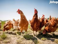 Chickens — Foto 2