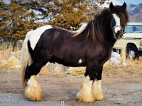 Mare, Gypsy horse — photo 7