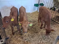 Taureau, Simmental cattle — photo 8