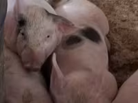 Säue, Schweine — Foto 2