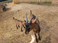 Теке, Alpine goat — 4-сурет