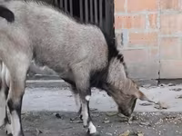 Keçi, Nubian Goat — foto 2