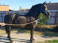 Бие, Hungarian horse breed — 4-сурет