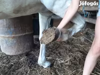 घोड़ी, Hungarian horse breed — फ़ोटो 2