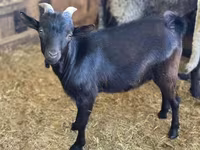 Kozioł, Dutch Landrace goats — zdjęcie 1