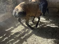 Qoʻchqor, Rhon sheep — 5-rasm
