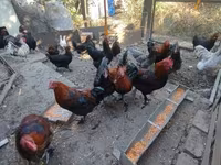 Marans — Foto 3