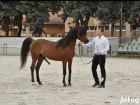 Pastuv, Arabian horse — fotografija 3