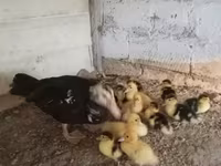 Ducks — 照片 4