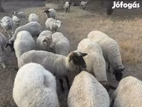 Widder, Tsigai sheep — Foto 3
