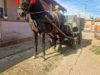 Cavalo, Cavalos — foto 5